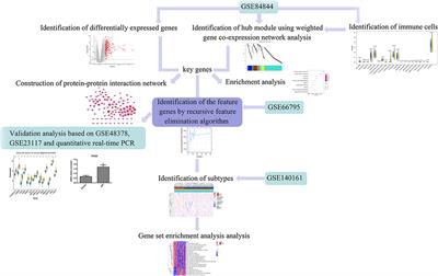 Novel Immune-Related Genetic Expression for Primary Sjögren's Syndrome